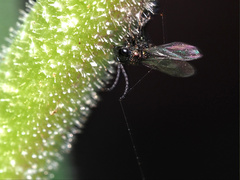 Eucharitinae