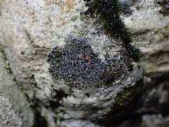 Fuscopannaria maritima