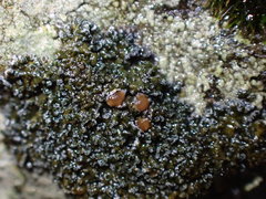 Fuscopannaria maritima
