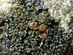 Fuscopannaria maritima