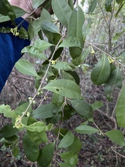 Cestrum citrifolium