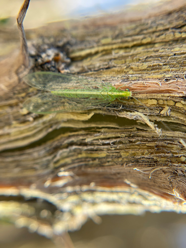 iNaturalist observation photo of Common Green Lacewings