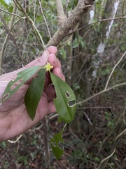 Cestrum citrifolium