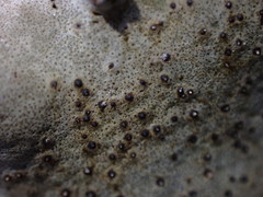 Dermatocarpon reticulatum