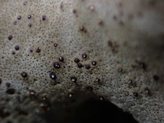 Dermatocarpon reticulatum