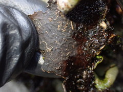 Dermatocarpon reticulatum