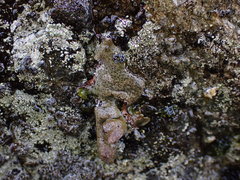 Dermatocarpon reticulatum