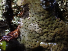 Dermatocarpon reticulatum