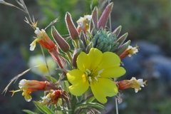 Oenothera elata hookeri