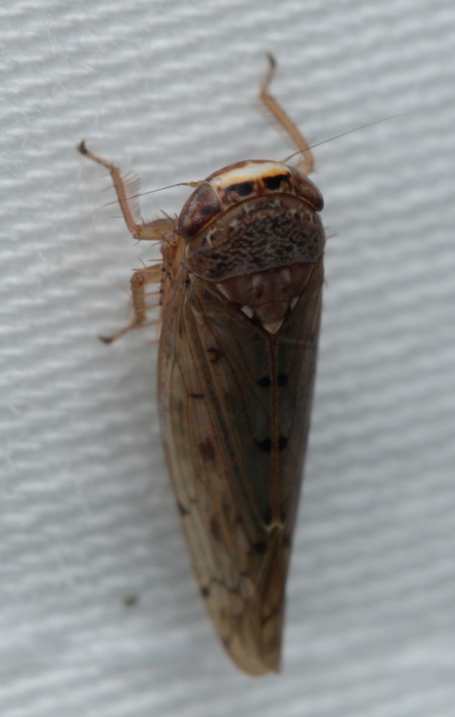 Thamnophryne