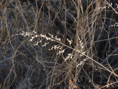 Cottea pappophoroides