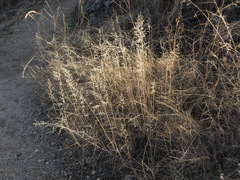 Cottea pappophoroides