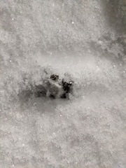 Urocyon cinereoargenteus cinereoargenteus