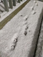 Urocyon cinereoargenteus cinereoargenteus