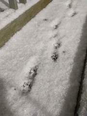 Urocyon cinereoargenteus cinereoargenteus