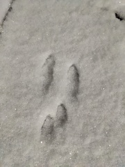 Urocyon cinereoargenteus cinereoargenteus