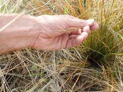 Carex testacea