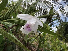 Sobralia rosea