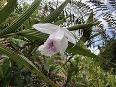 Sobralia rosea