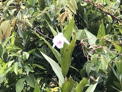 Sobralia rosea