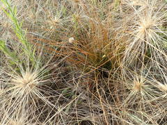 Carex testacea