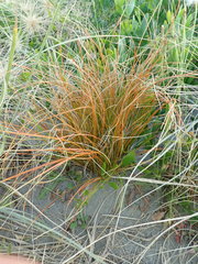 Carex testacea