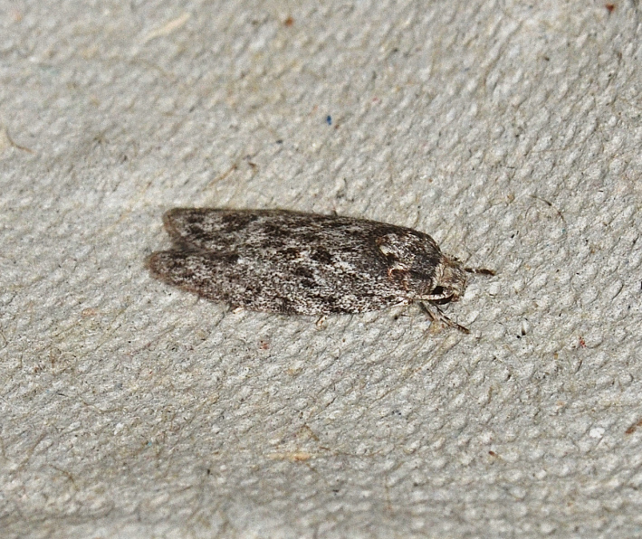 Agriophara diminuta
