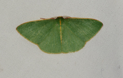 Chlorocoma assimilis