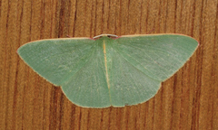 Chlorocoma assimilis
