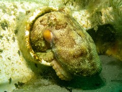 Octopus pallidus