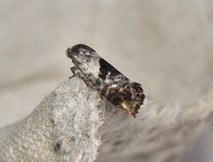 Eupselia carpocapsella