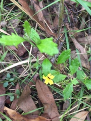 Goodenia rotundifolia
