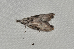 Nola biguttalis