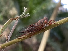 Palapsalta circumdata