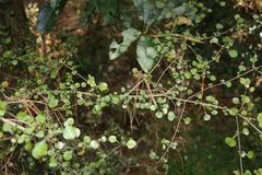 Coprosma spathulata spathulata