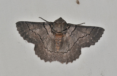 Hypobapta percomptaria