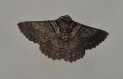 Hypobapta percomptaria