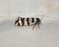 Lepidoscia characota