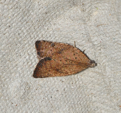 Meritastis laganodes