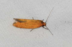 Microbela monodyas