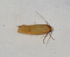 Microbela