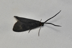 Pollanisus subdolosa