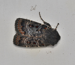 Proteuxoa rubripuncta