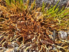 Carmichaelia uniflora