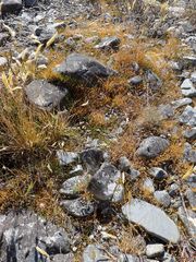 Carmichaelia uniflora