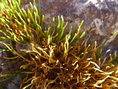 Carmichaelia uniflora