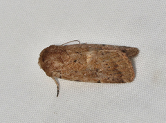 Proteuxoa senta