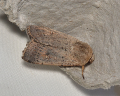 Proteuxoa leptochroa