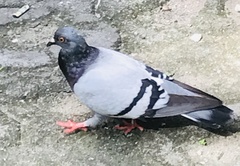 Columba livia domestica