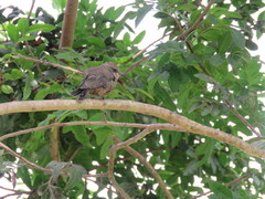 Pyrocephalus rubinus obscurus